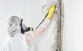 Queens, NY Mold Prevention & Removal  Company